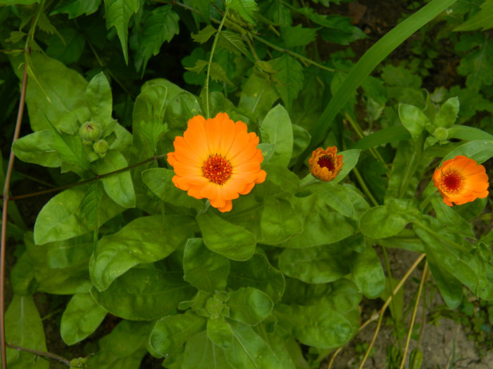 DSCN8068