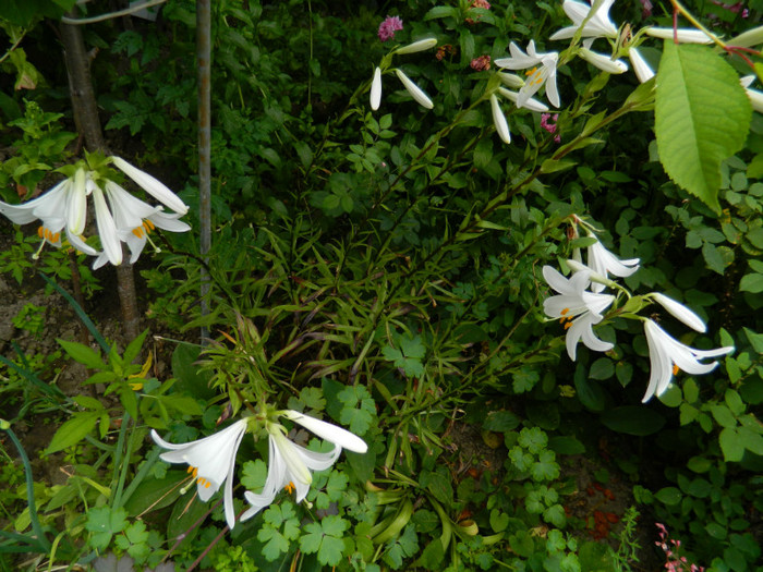 DSCN8074