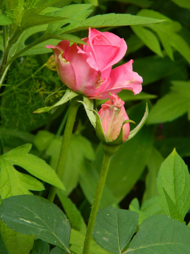 DSCN8077