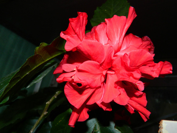 DSCN8116