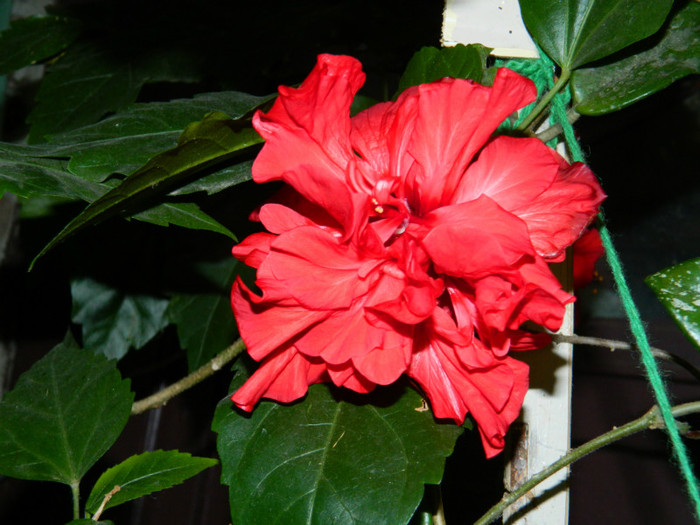 DSCN8121