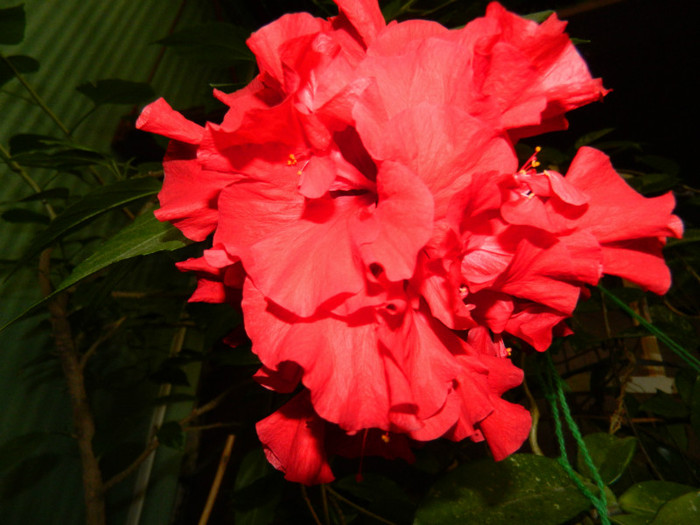DSCN8123