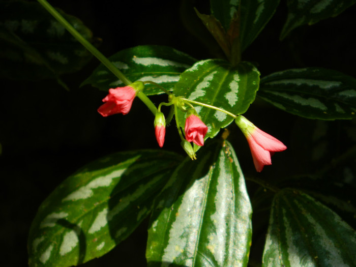 DSCN8144