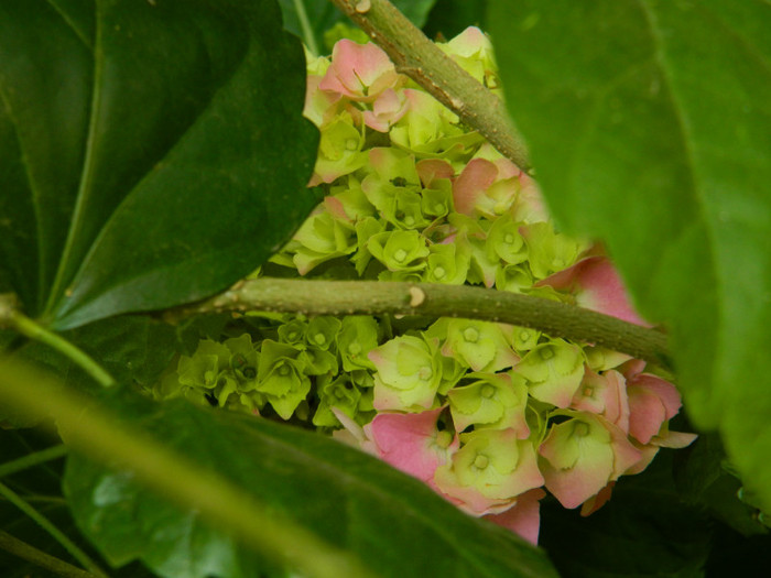 DSCN8146