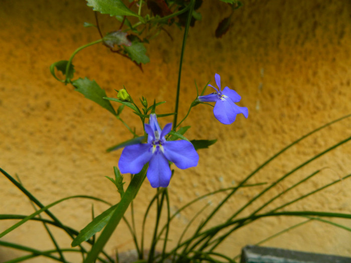 DSCN8156