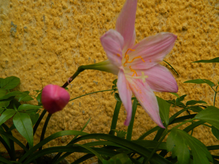 DSCN8162