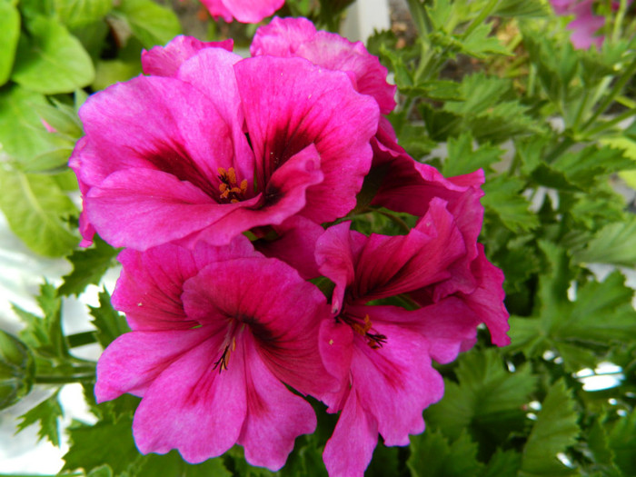 DSCN8164