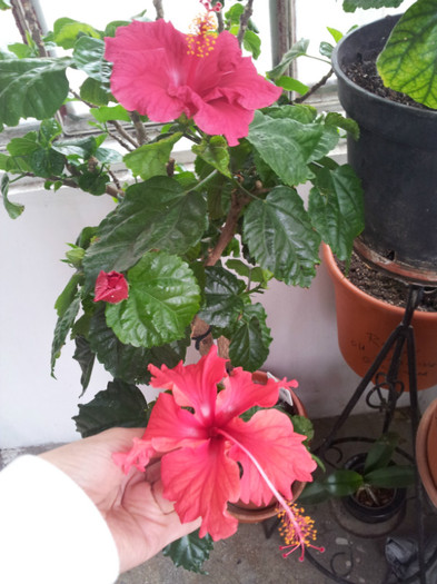 aceiasi planta...2 flori diferite - plantele mele