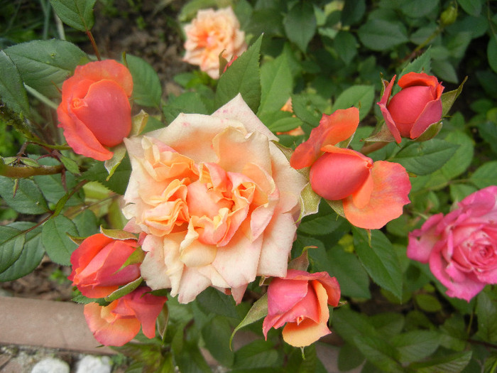 Orange Miniature Rose (2012, May 30)