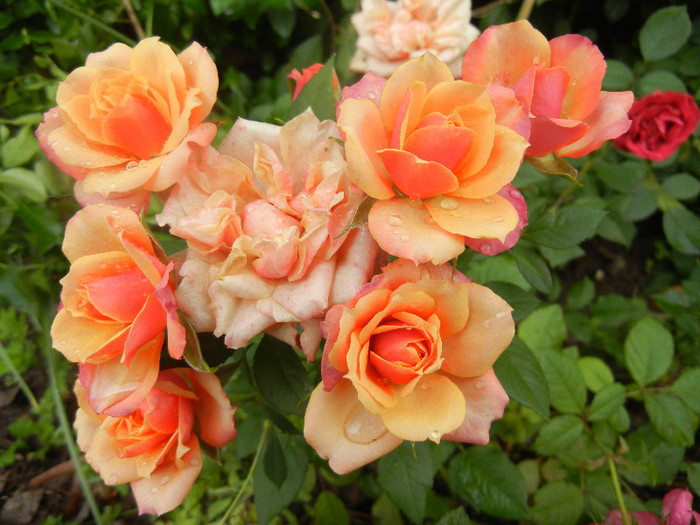Orange Miniature Rose (2012, Jun.02)