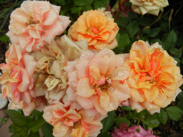 Orange Miniature Rose (2012, Jun.06)