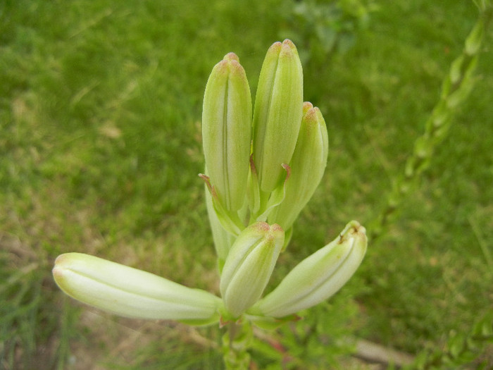 Madonna Lily (2012, June 05)