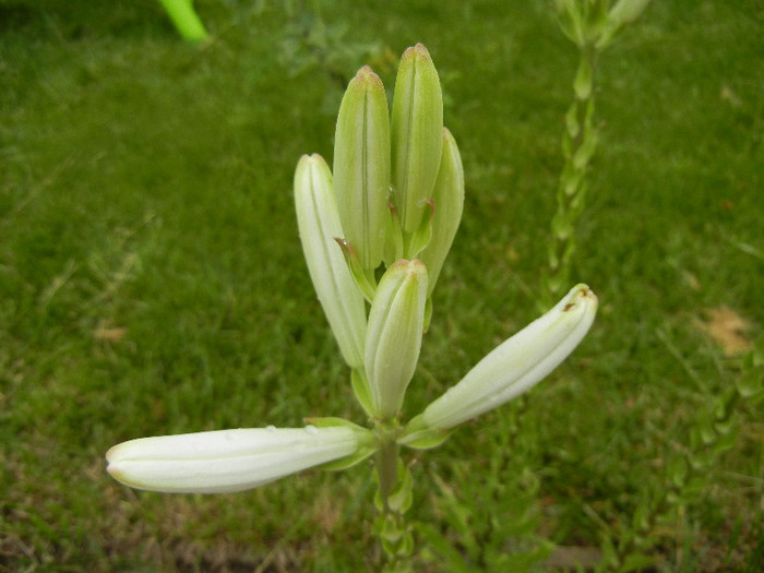 Madonna Lily (2012, June 06)