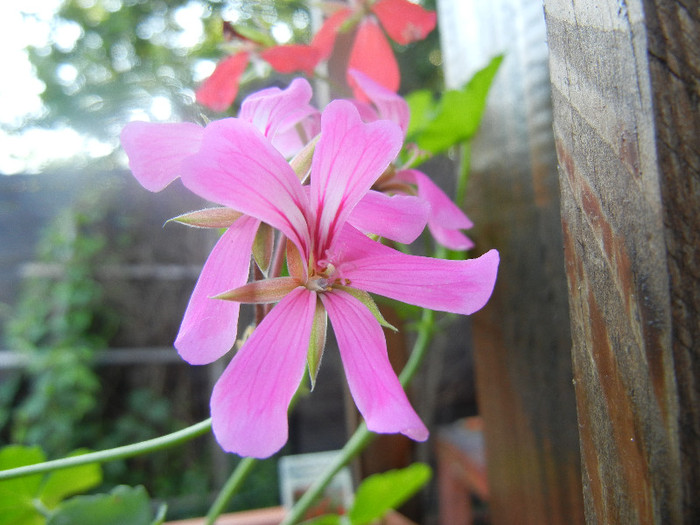 Mini Cascade Pink (2012, June 04) - Ivy-geranium Mini Cascade Pink