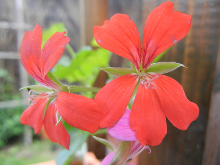 Mini Cascade Red (2012, May 30) - Ivy-geranium Mini Cascade Red
