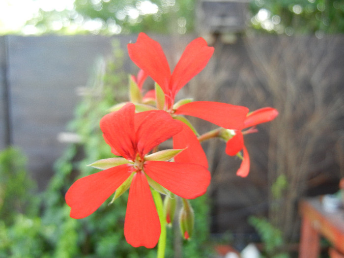 Mini Cascade Red (2012, June 02) - Ivy-geranium Mini Cascade Red