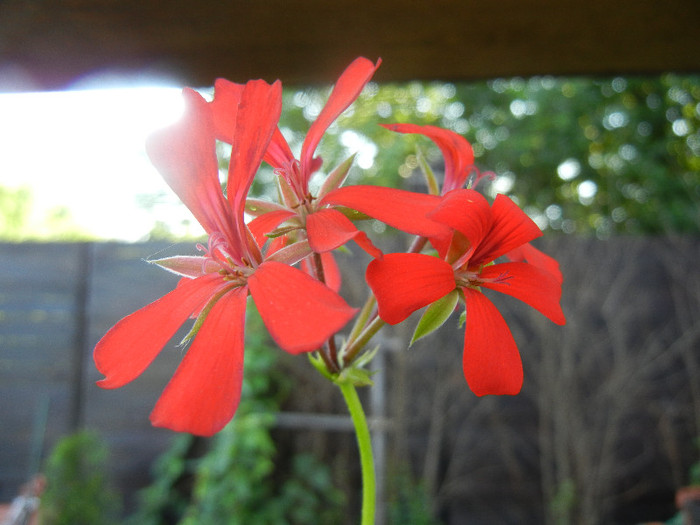 Mini Cascade Red (2012, June 04) - Ivy-geranium Mini Cascade Red