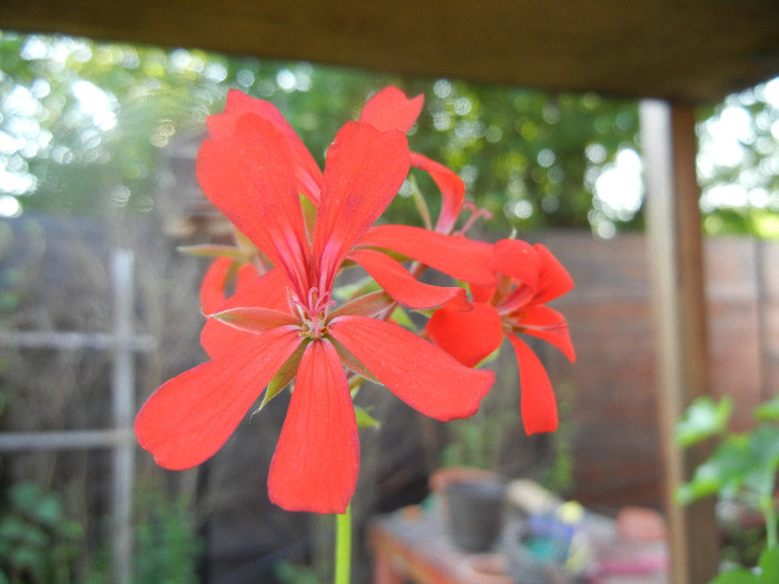 Mini Cascade Red (2012, June 04) - Ivy-geranium Mini Cascade Red