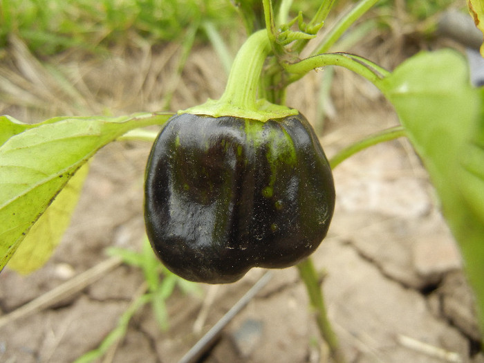 Bell Pepper Mavras (2012, June 05)