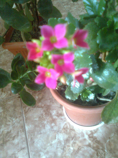 Clau^^2350 - diverse flori 2012
