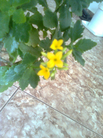 Clau^^2351 - diverse flori 2012