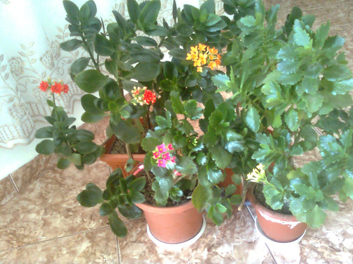 Clau^^2352 - diverse flori 2012