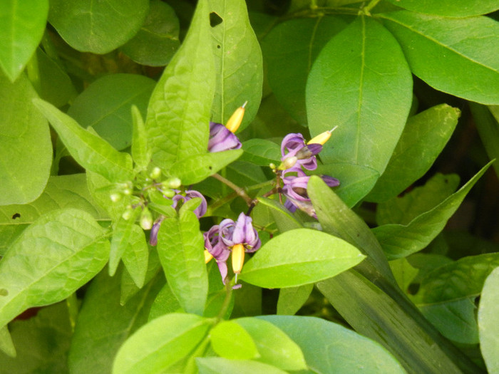 Solanum dulcamara (2012, May 30)