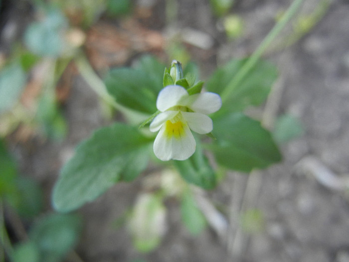 Viola arvensis (2012, May 12) - Viola arvensis_Field Pansy