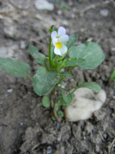 Field Pansy (2012, May 12) - Viola arvensis_Field Pansy