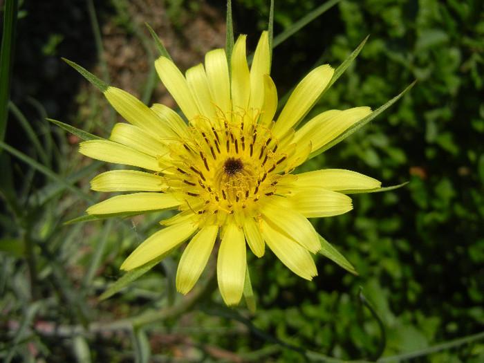 Tragopogon dubius (2012, May 05) - Tragopogon dubius_Salsify