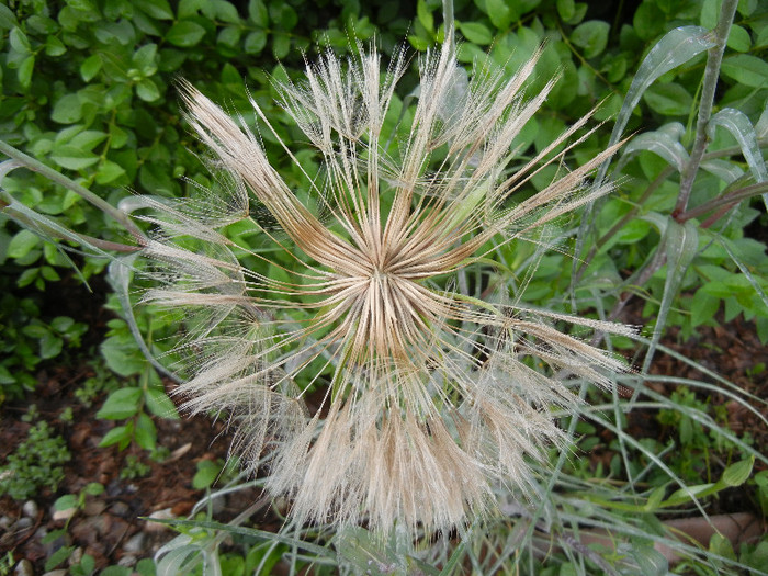 Yellow Salsify (2012, May 20) - Tragopogon dubius_Salsify