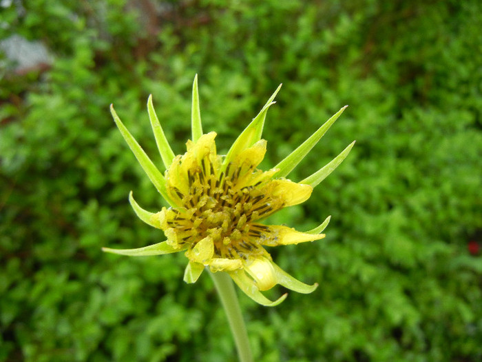 Yellow Salsify (2012, May 23) - Tragopogon dubius_Salsify