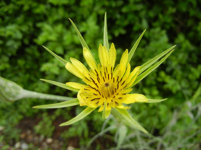 Yellow Salsify (2012, May 25)