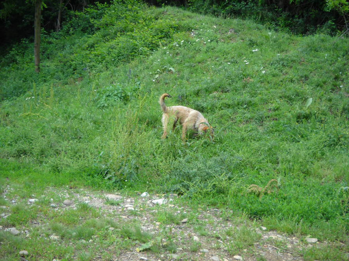 SDC23349 020 - Excursia de Rusalii