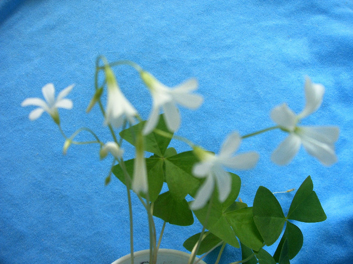 IMAG0013 - Diverse flori