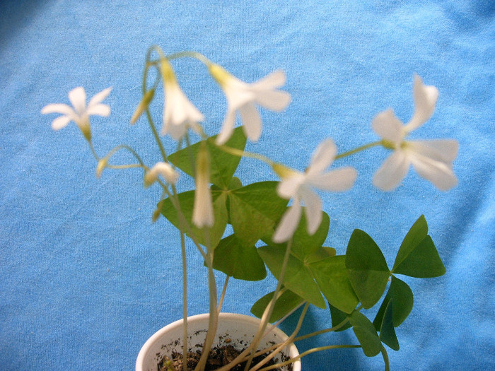 IMAG0015 - Diverse flori