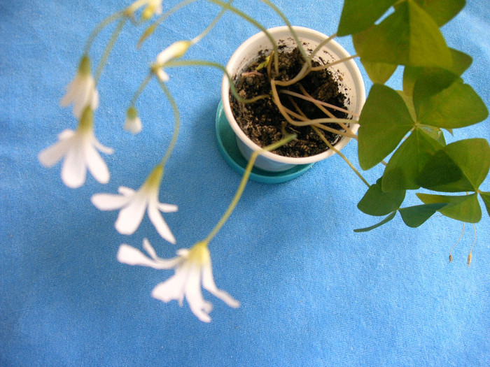 IMAG0017 - Diverse flori