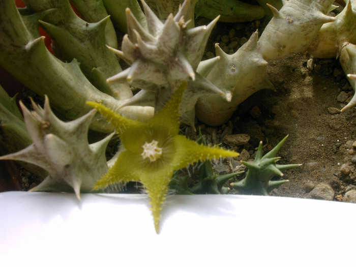 Caraluma  dummerii - Cactusi -suculente