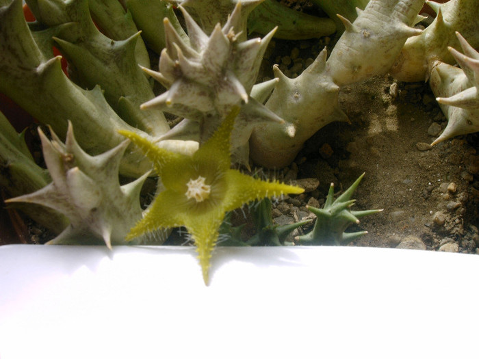 IMAG0021 - Cactusi -suculente