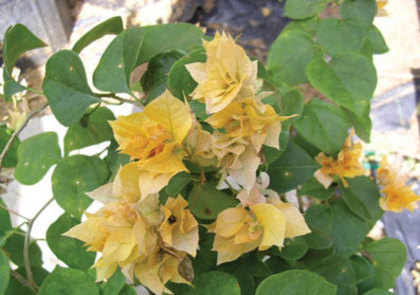 Aussie-Gold - 00-imi doresc bougainvillea