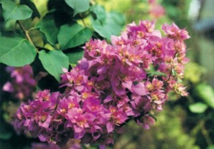 Mahara-Beauty - 00-imi doresc bougainvillea