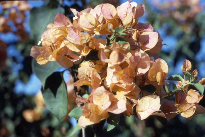 bougainvillea_hawaiian_gold