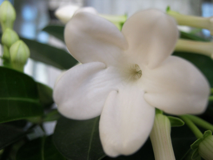 IMG_0282 - STEPHANOTIS-ul MEU