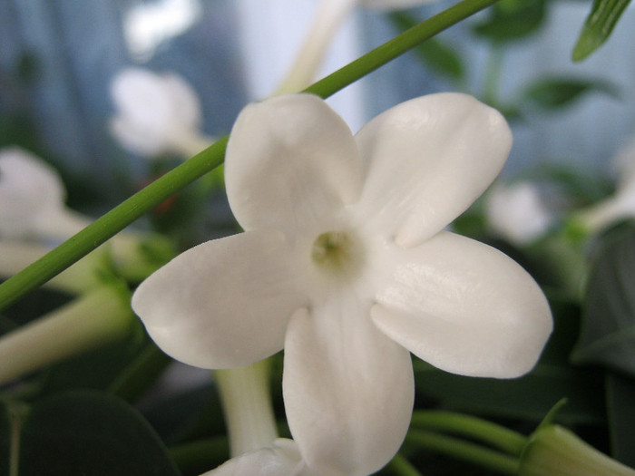 IMG_0284 - STEPHANOTIS-ul MEU