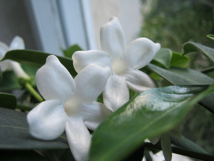 IMG_3949 - STEPHANOTIS-ul MEU