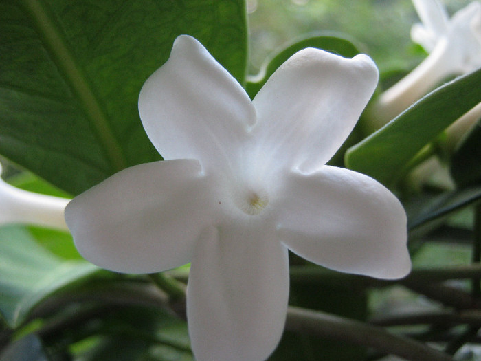 IMG_3952 - STEPHANOTIS-ul MEU