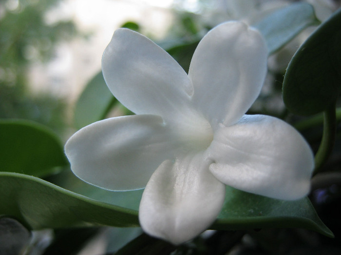 IMG_3953 - STEPHANOTIS-ul MEU