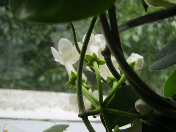 IMG_3990 - STEPHANOTIS-ul MEU