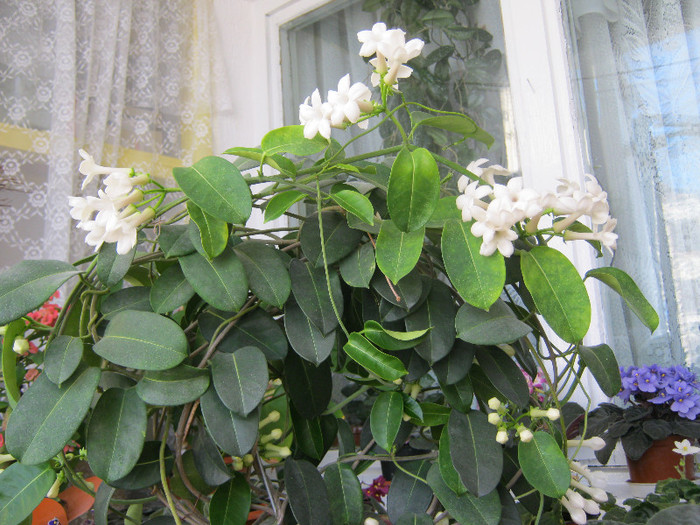 IMG_4881 - STEPHANOTIS-ul MEU