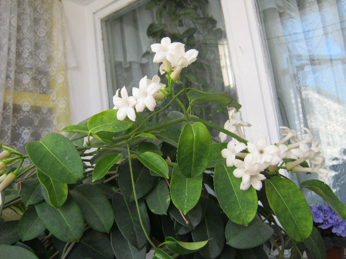 IMG_4883 - STEPHANOTIS-ul MEU